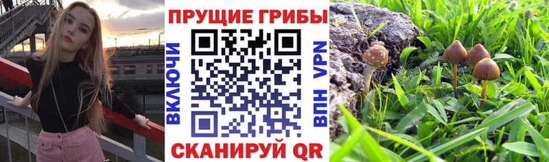 Галлюциногенные грибы MAGIC MUSHROOMS  даркнет сайт  нарко площадка какой сайт  Емва 